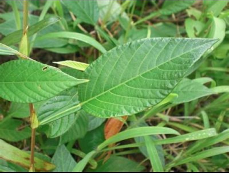 大量收购葫芦茶