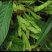 大量收购葫芦茶