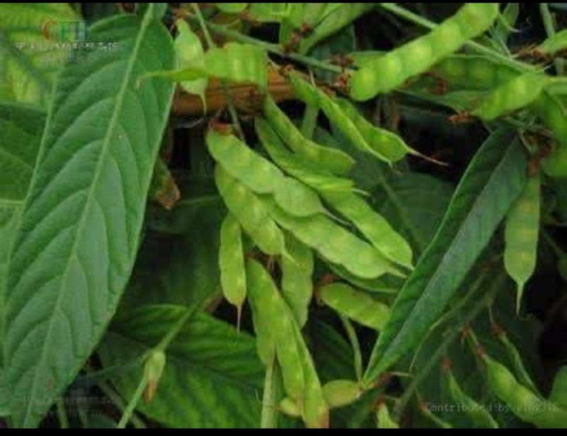 大量收购葫芦茶
