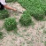 佛山三水优质大叶油草皮