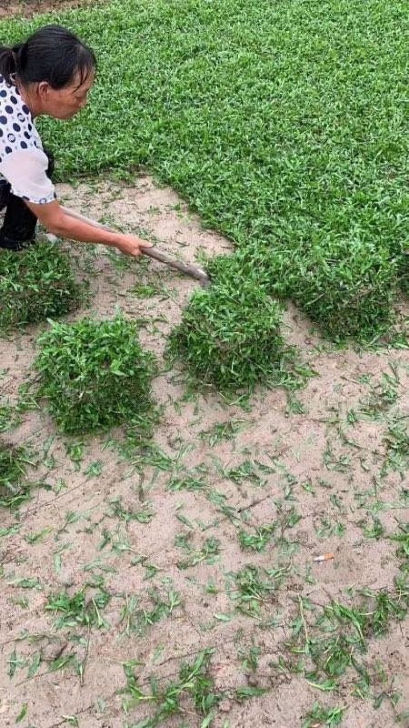 佛山三水优质大叶油草皮