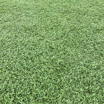 佛山三水优质大叶油草皮