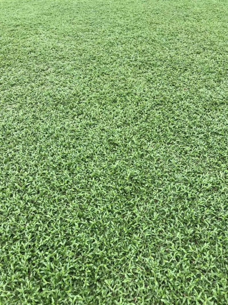 佛山三水优质大叶油草皮