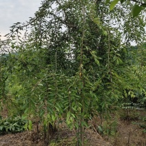 樱花树