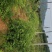 樱花树