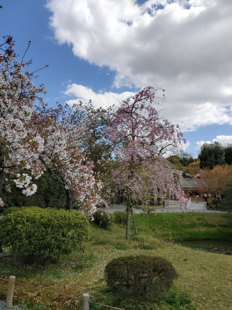 樱花树