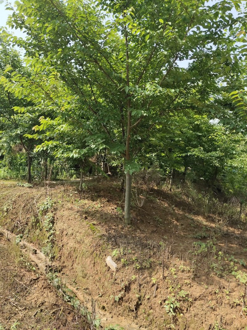 樱花树