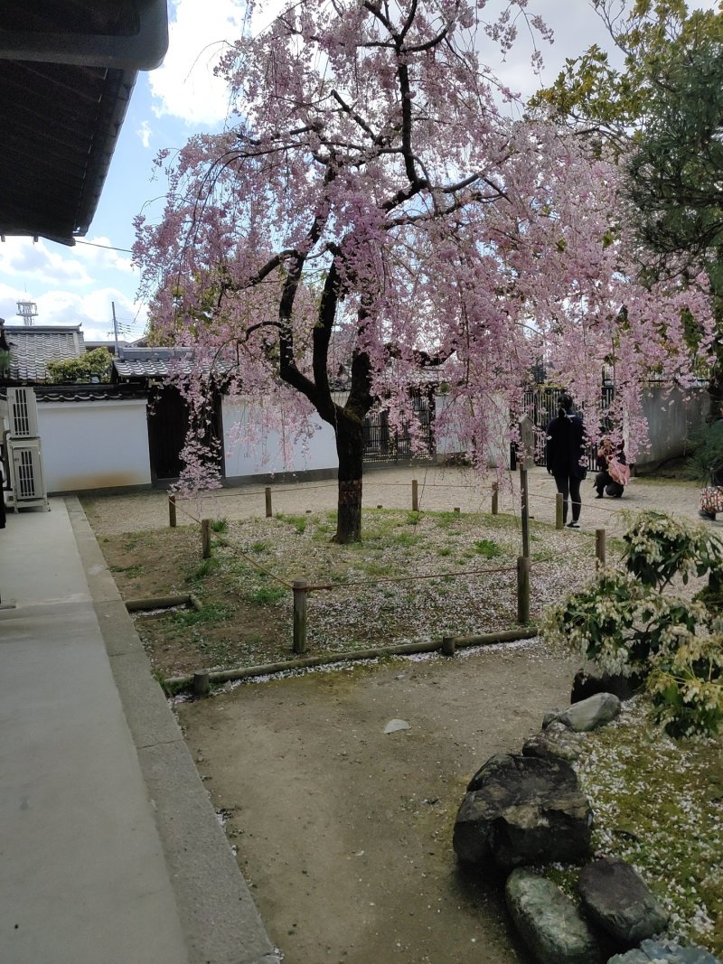 樱花树