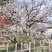 樱花树