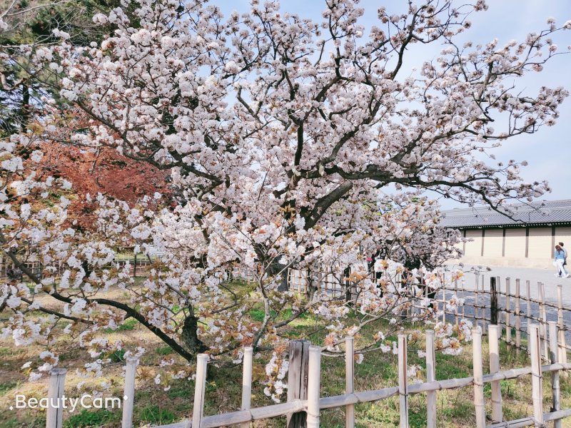 樱花树