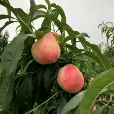 春艳桃
