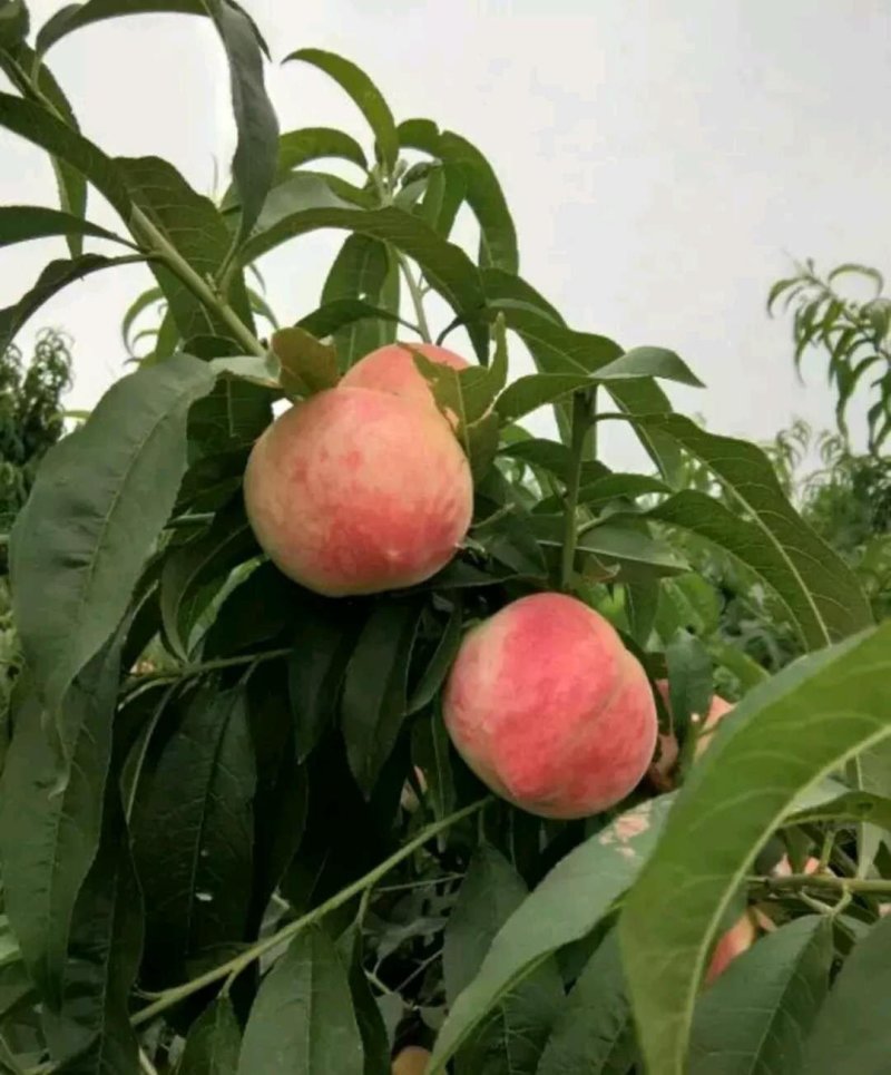 春艳桃