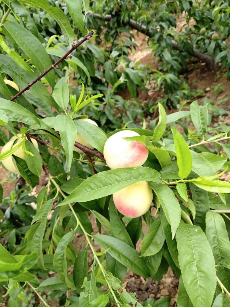 春艳桃