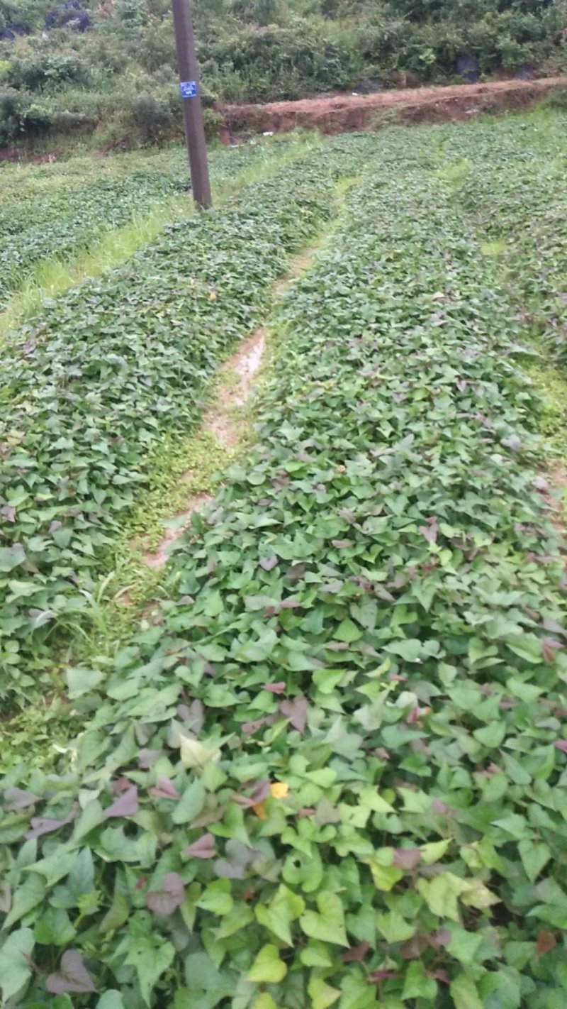 大量供应各种规格红薯苗