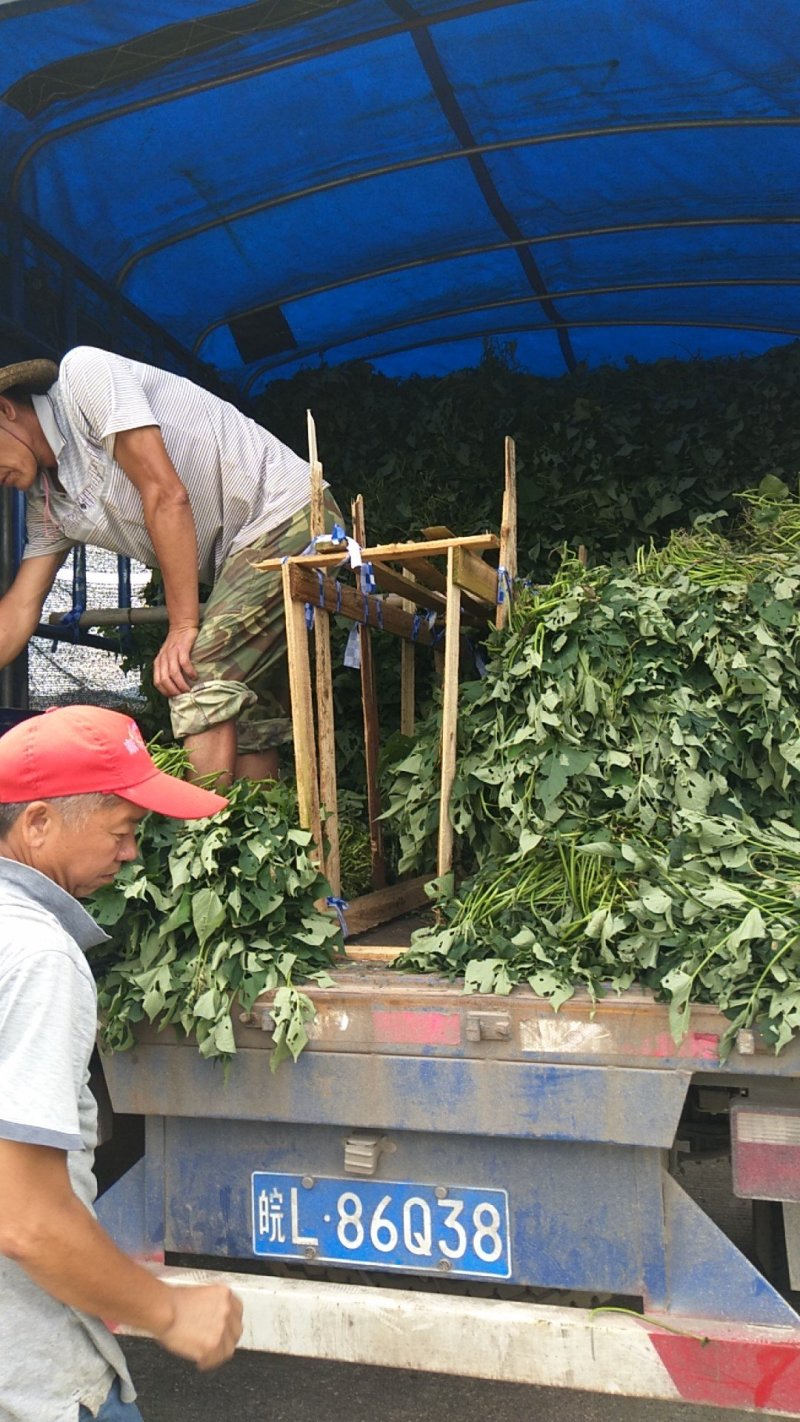 大量供应各种规格红薯苗