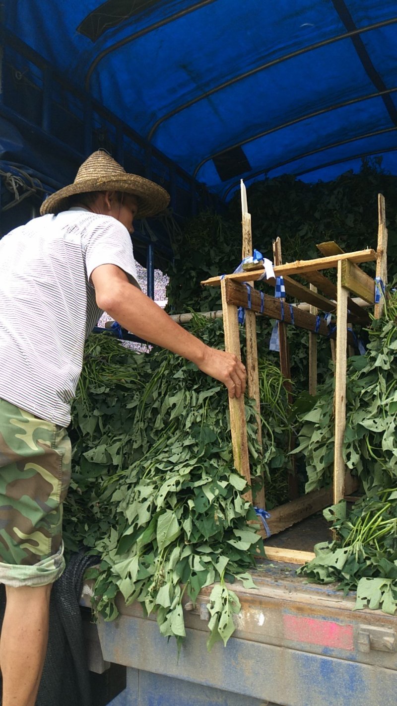 大量供应各种规格红薯苗