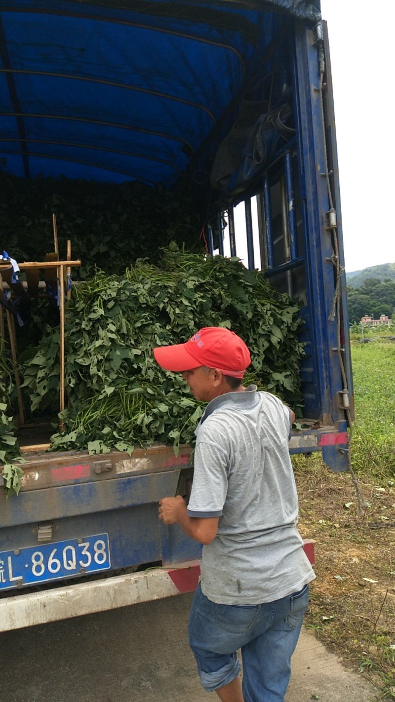 大量供应各种规格红薯苗