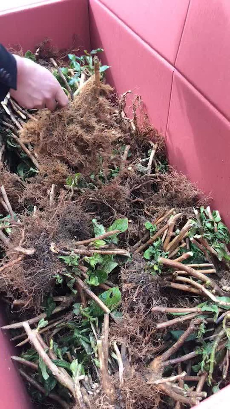 八仙花种苗(绣球花苗)两至三年苗适合种植盆栽绿化工程