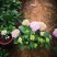 八仙花种苗(绣球花苗)两至三年苗适合种植盆栽绿化工程