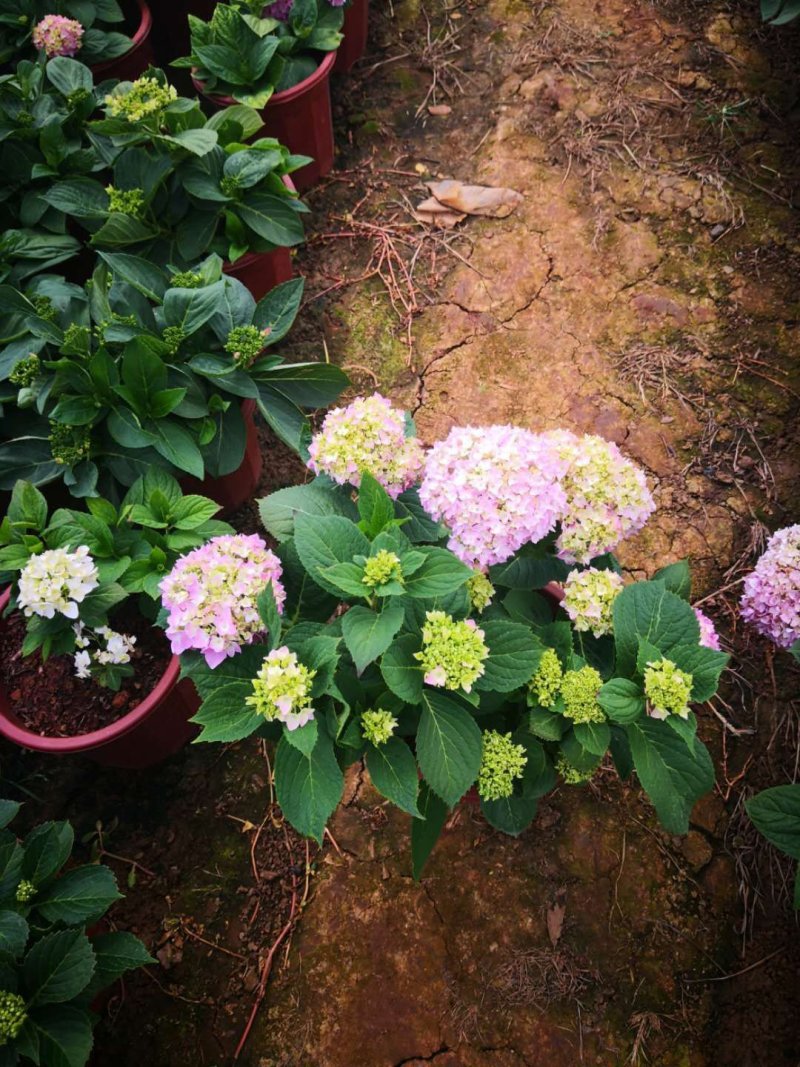 八仙花种苗(绣球花苗)两至三年苗适合种植盆栽绿化工程