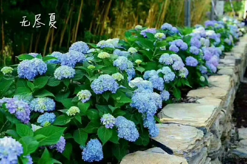 八仙花种苗(绣球花苗)两至三年苗适合种植盆栽绿化工程