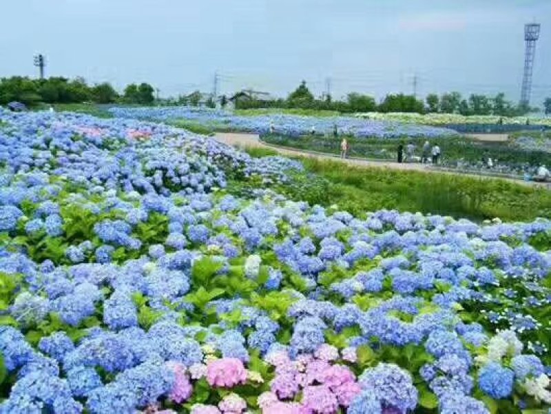 八仙花种苗(绣球花苗)两至三年苗适合种植盆栽绿化工程