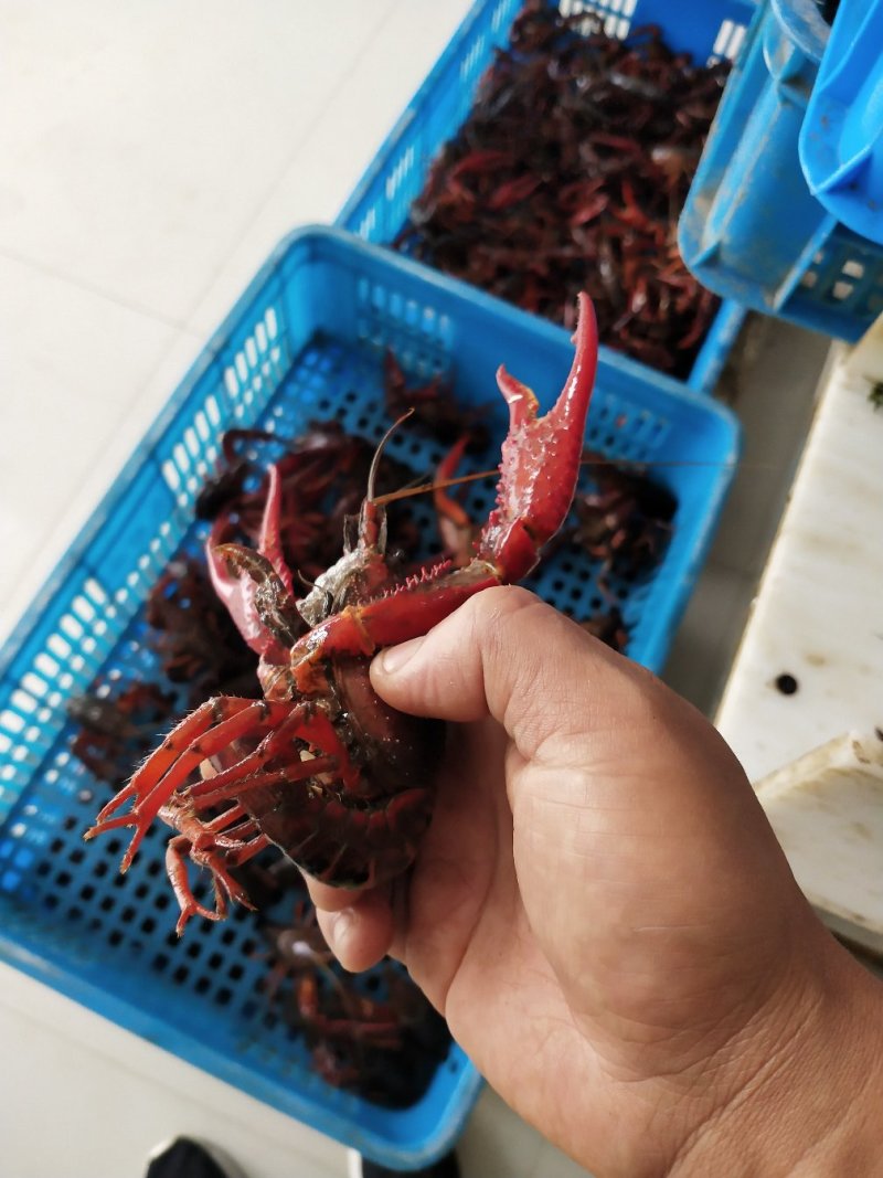 龙虾