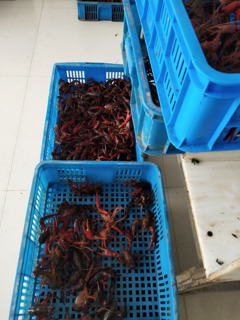 龙虾