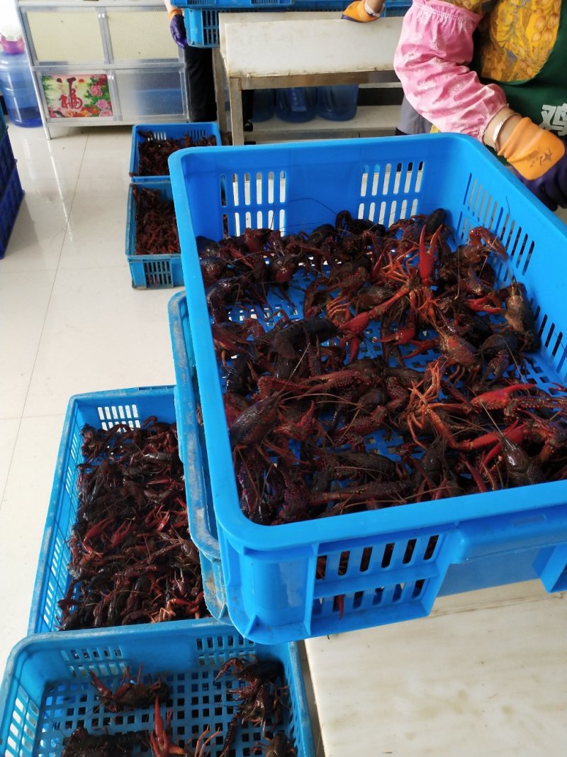 龙虾