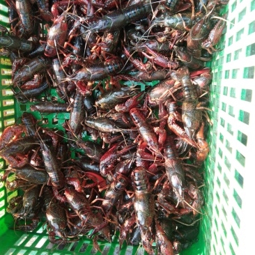 小龙虾