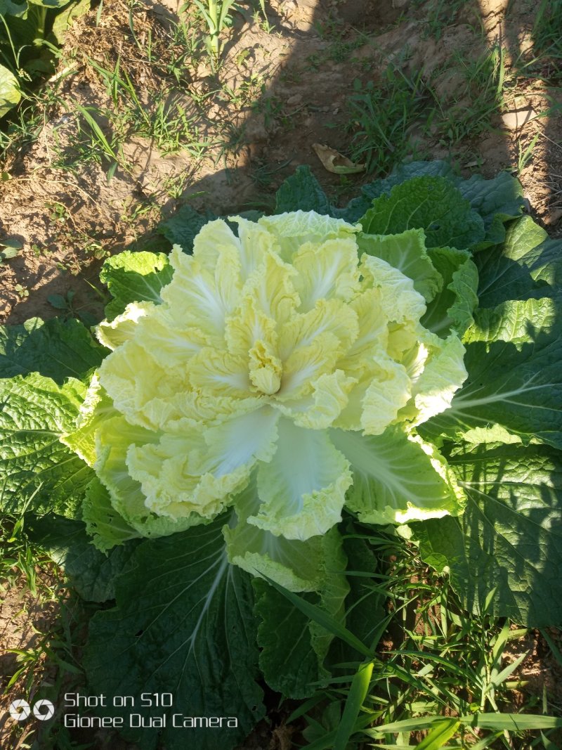 娃娃菜