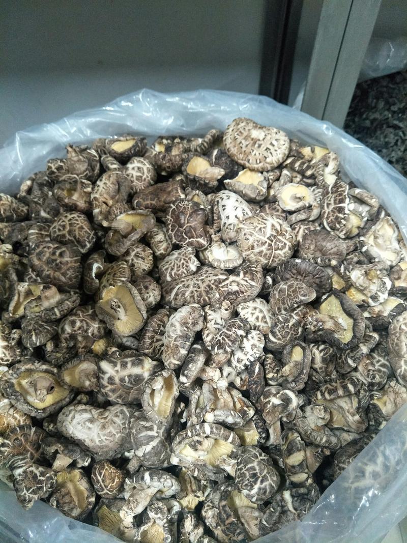 陕西留坝椴木香菇袋料香菇剪脚菜菇食品加工用香菇