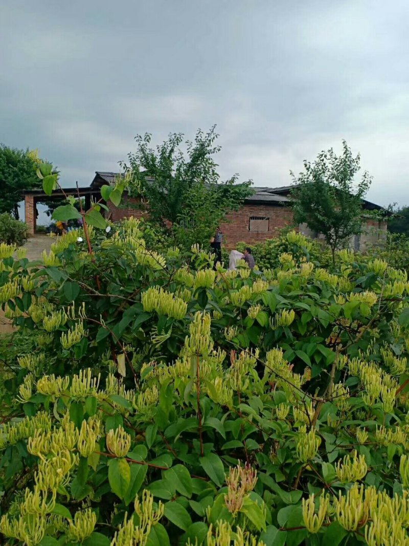 金银花己开始产新，货靓。