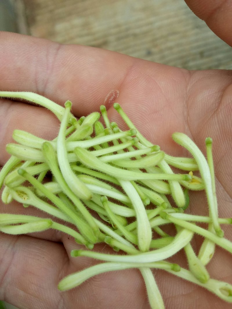金银花己开始产新，货靓。