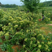 金银花己开始产新，货靓。