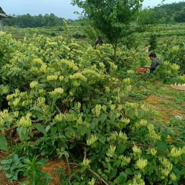 金银花己开始产新，货靓。