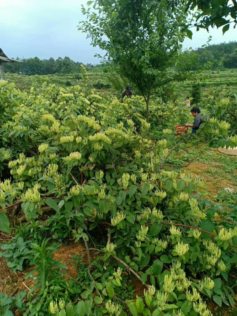 金银花己开始产新，货靓。