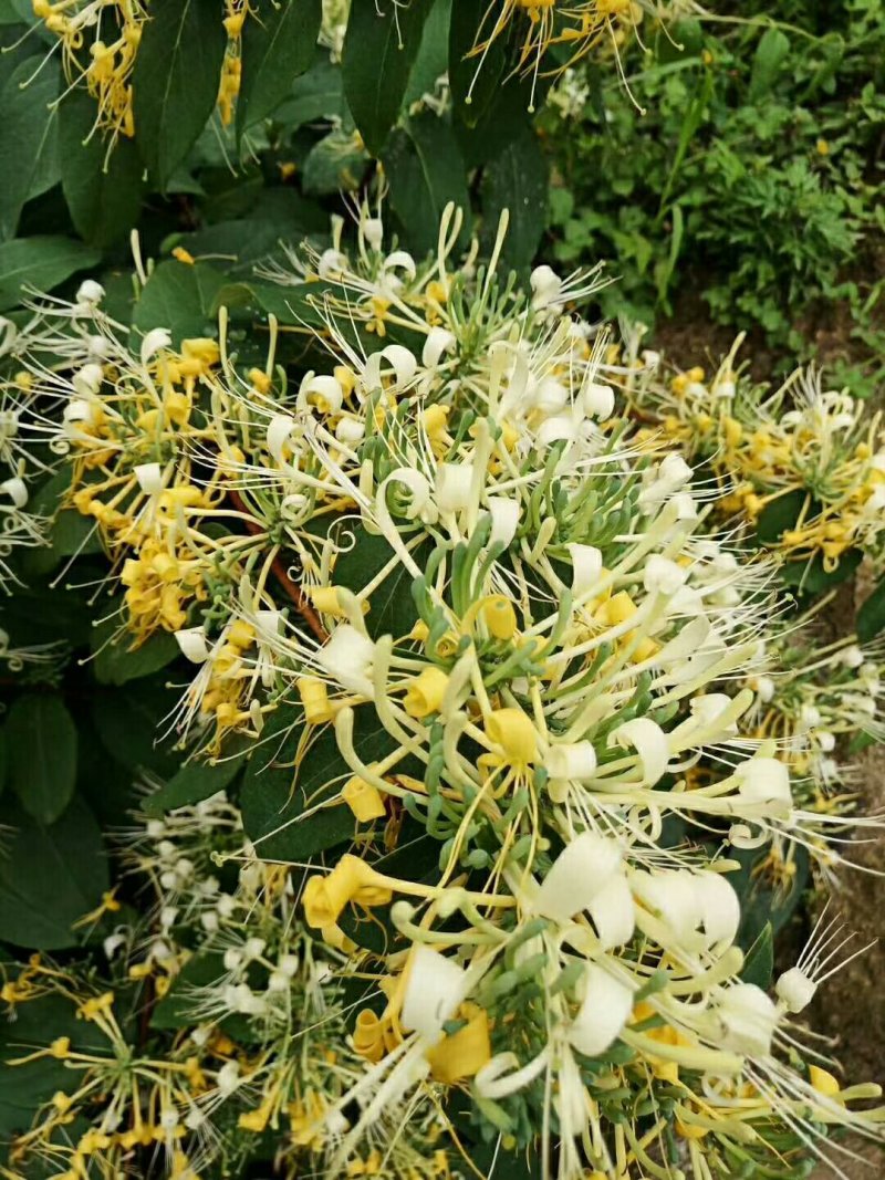 供应山银花。