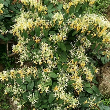 供应山银花。