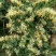 供应山银花。