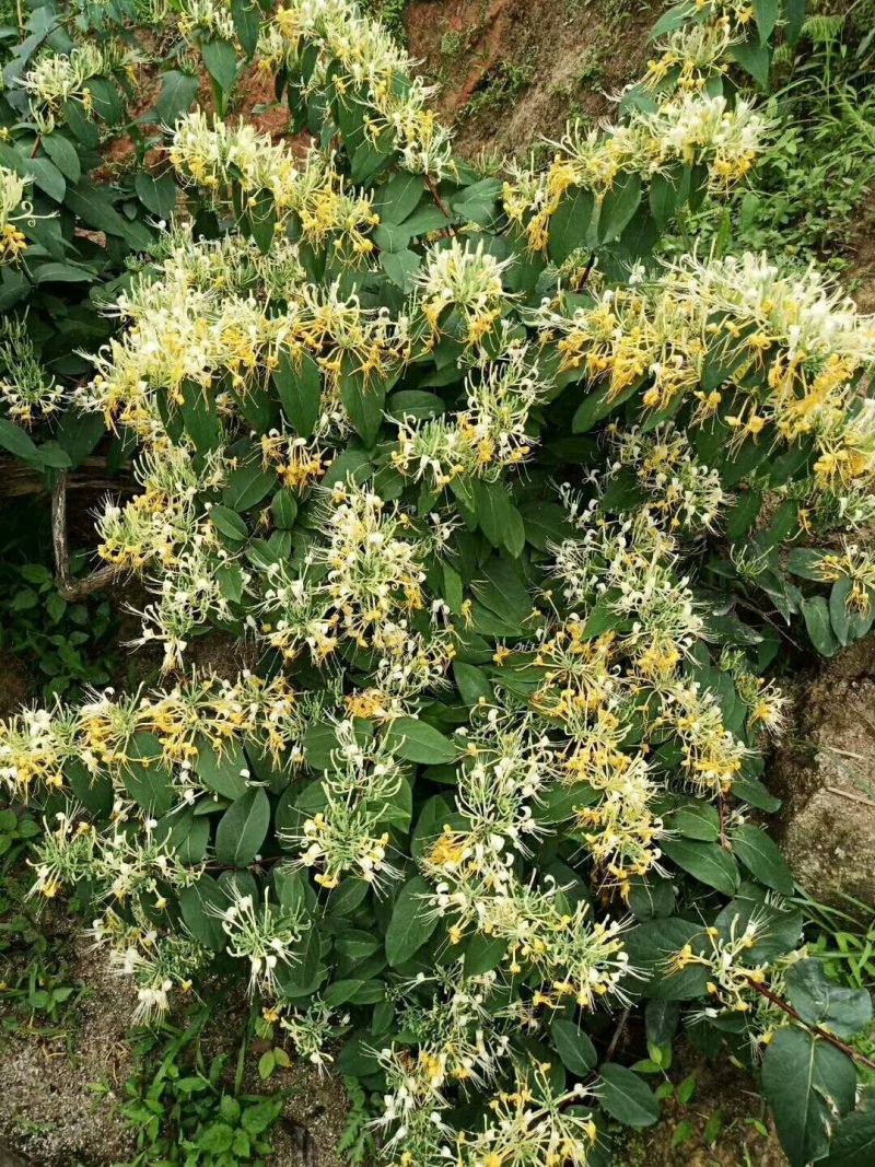 供应山银花。