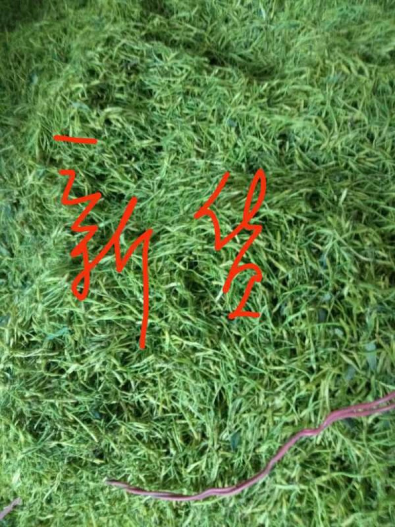 金银花己开始产新，货靓。