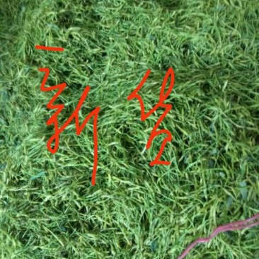 产地直销精选金银花茶，药用金银花，饮料厂