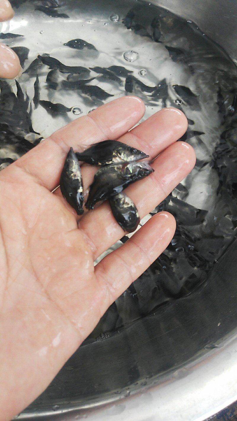 桂花鱼苗鳜鱼鱼苗桂鱼苗鳜鱼苗杂交桂花鱼苗淡水翘嘴鳜鱼肉