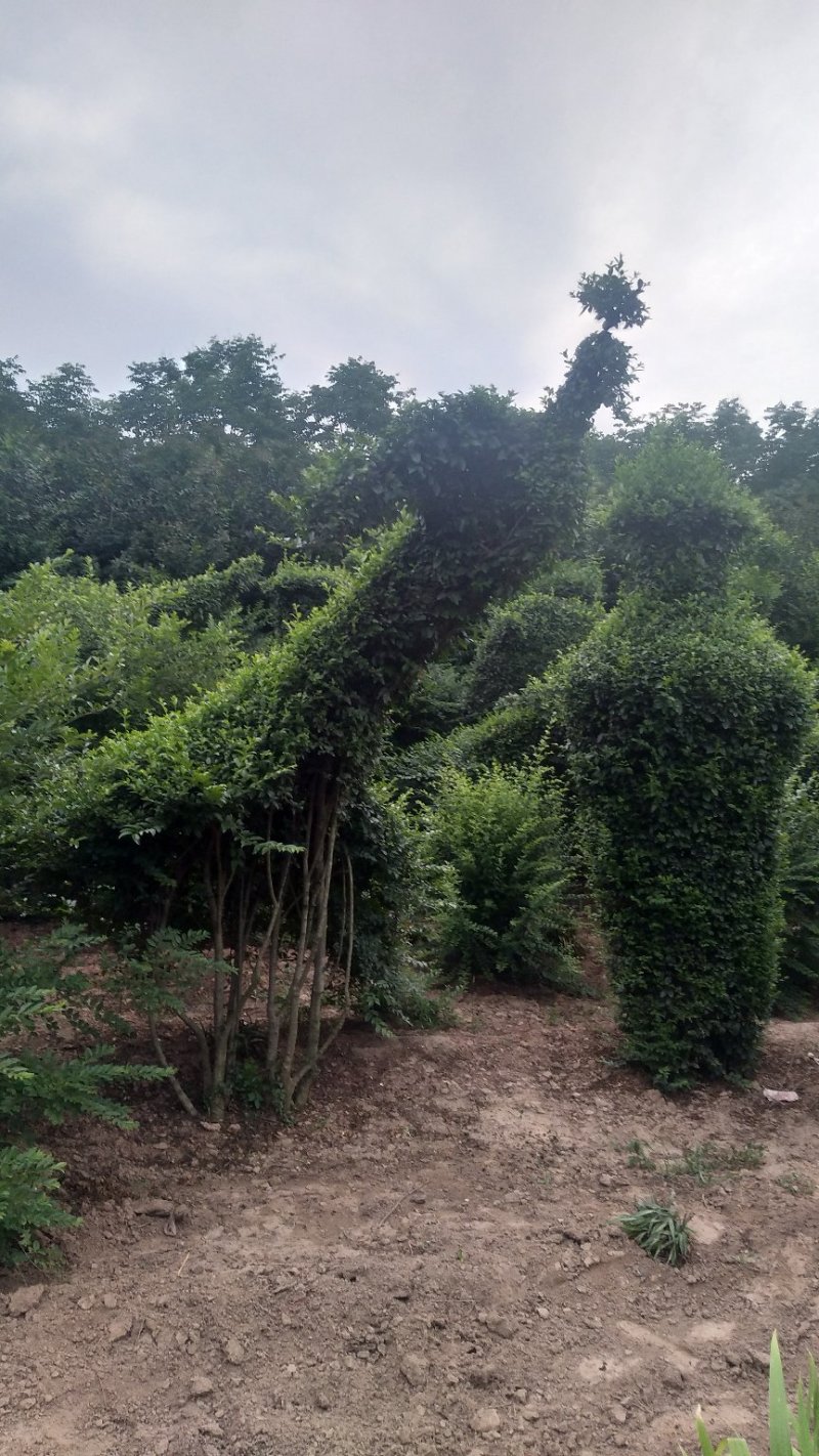基地直供各种动物造型，12生肖，福禄寿喜等等。