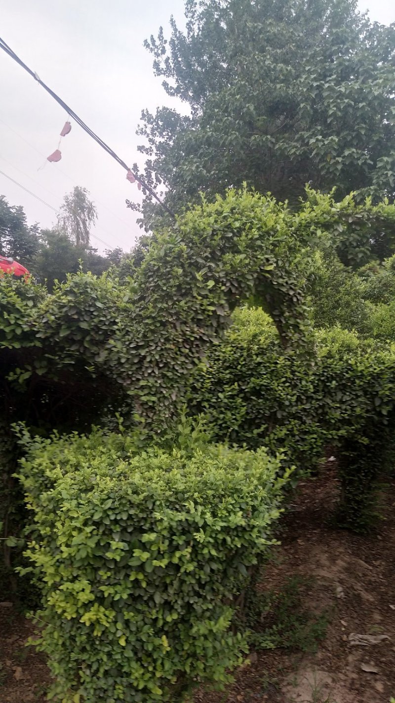 基地直供各种动物造型，12生肖，福禄寿喜等等。