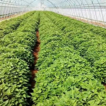红薯苗子基地直发，大批量供货，保技术指导。