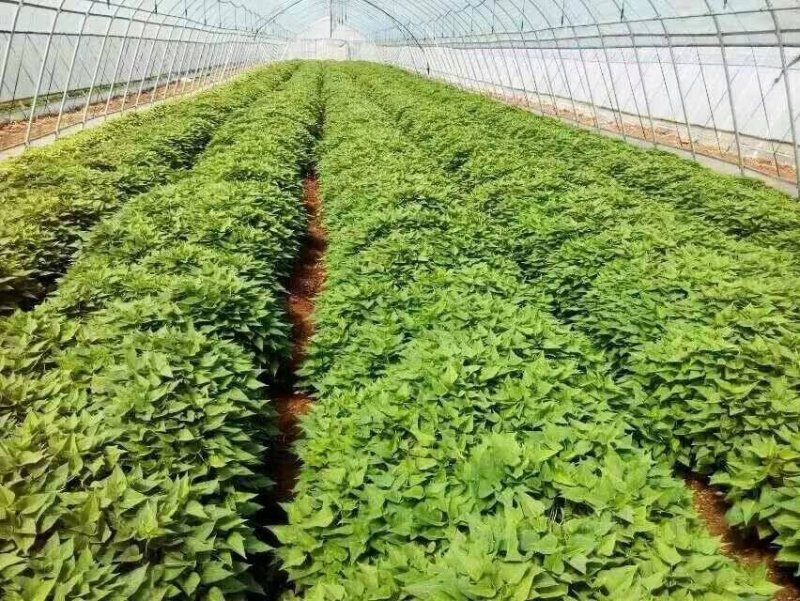 红薯苗子基地直发，大批量供货，保技术指导。