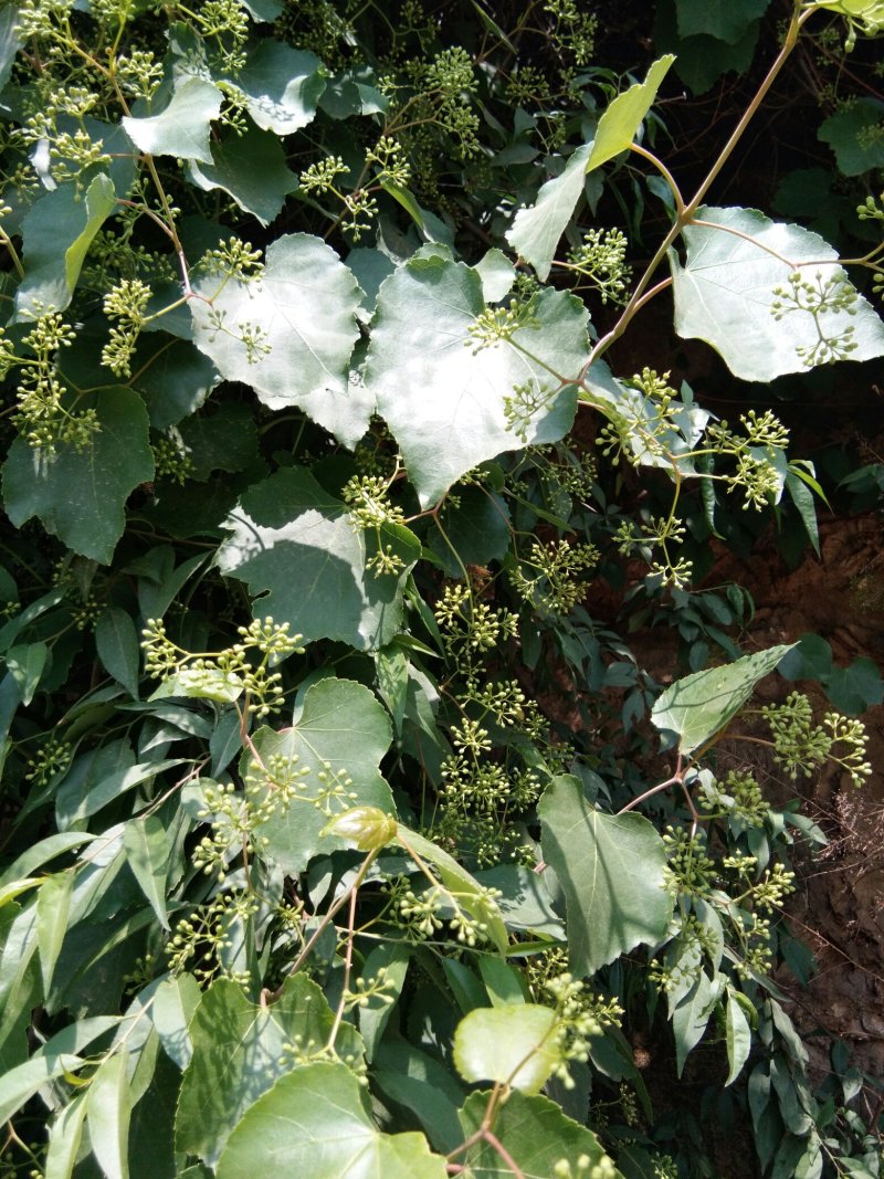 【百花老巢蜜脾】蜂场直销整张全封盖带巢框百花老巢蜜脾