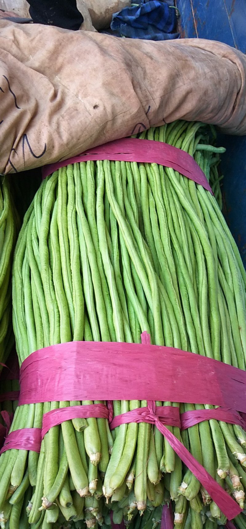 豆角精品河北青条豆角大量供应中产地直发价格便宜